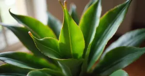 5 Formas para Transformar sua Casa com Dracena: Mágica Barata