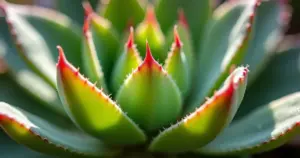 Suculentas Perfeitas 2026: Quanto precisa de luz para uma planta suculenta?