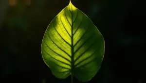Calathea Makoyana: o movimento que assusta revela saúde