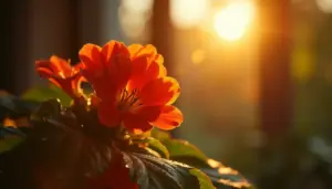 Kalanchoe Blossfeldiana: 3 Passos Para Ela Florir de Novo